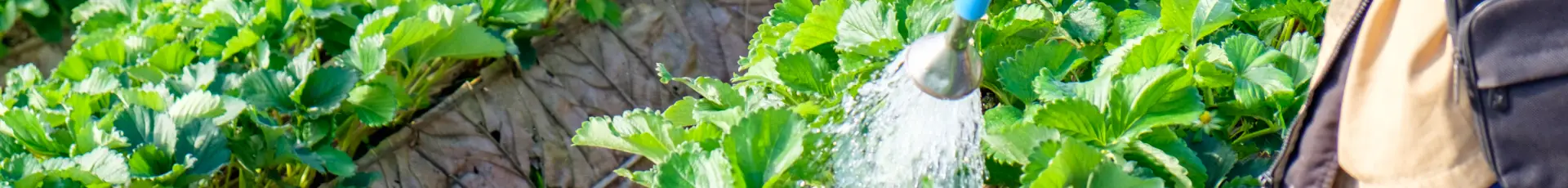 Îngrășăminte foliare hidrosolubile